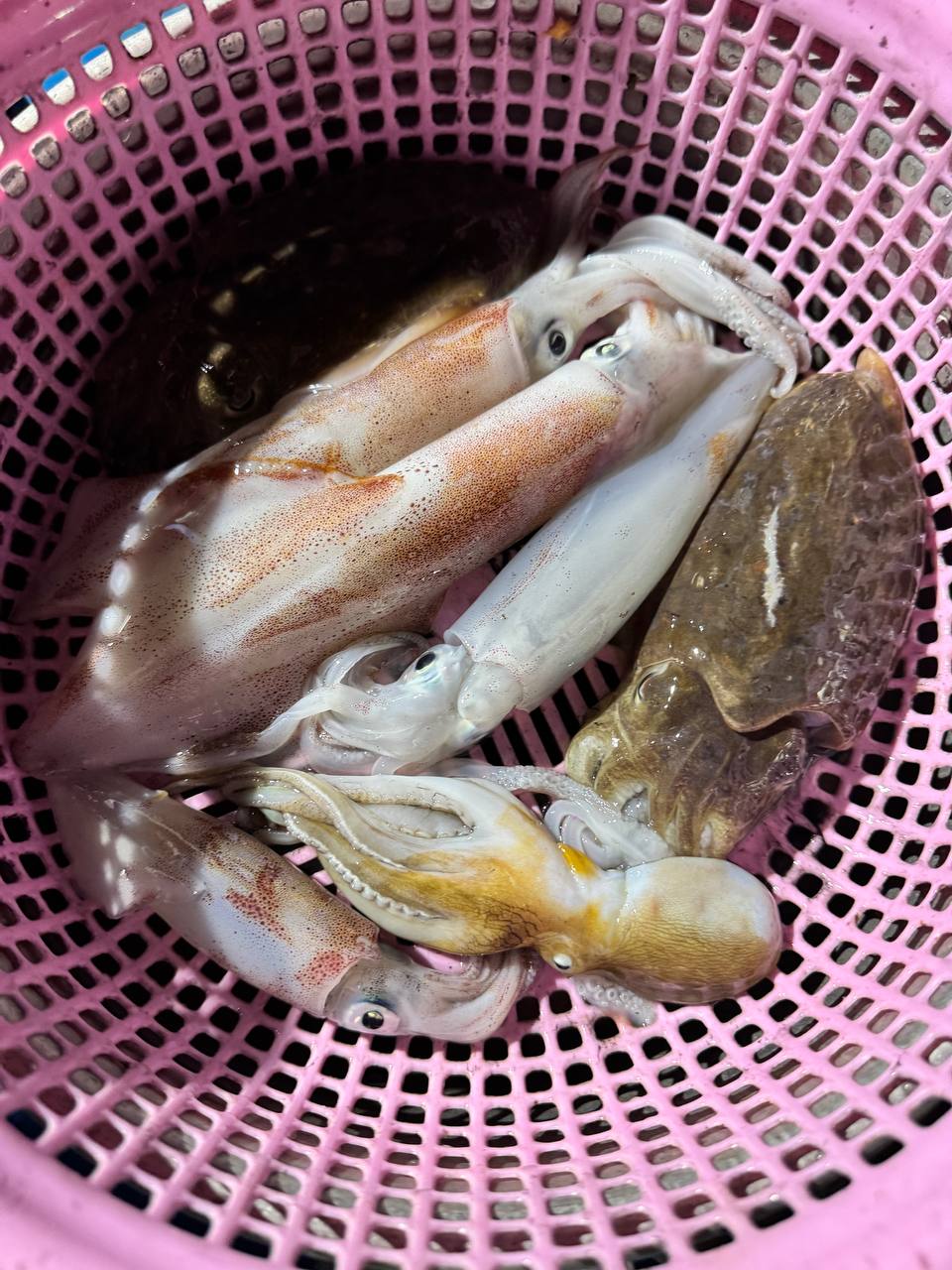 Свежий кальмар